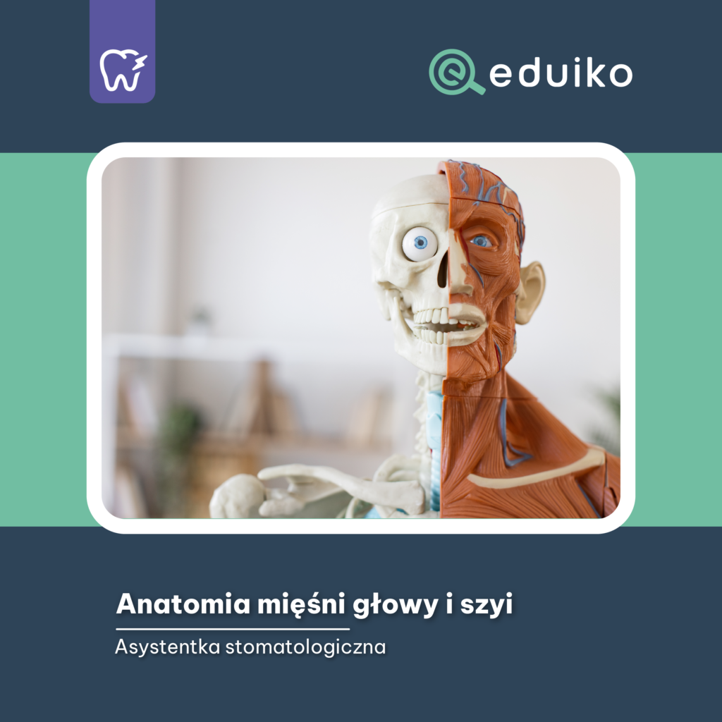 Anatomia mięśni głowy i szyi (audiobook) - Sklep Eduiko